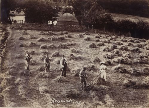 Photograph of a group of men and women haymaking.