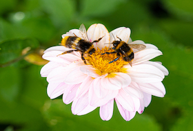 Pollinators