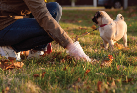 Dog fouling