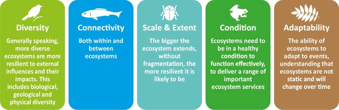 Diversity - Generally speaking, more diverse ecosystems are more resilient to external influences and their impacts. This includes biological, geological and physical diversity. Connectivity - Both within and between ecosystems. Scale & Extent - The bigger the ecosystem extends, without fragmentation, the more resilient it is likely to be. Condition - Ecosystems need to be in a healthy condition to function effectively, to deliver a range of important ecosystem services. Adaptability - The ability of ecosystems to adapt to events, understanding that ecosystems are not static and will change over time.